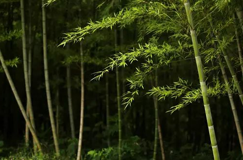 新葡京平台